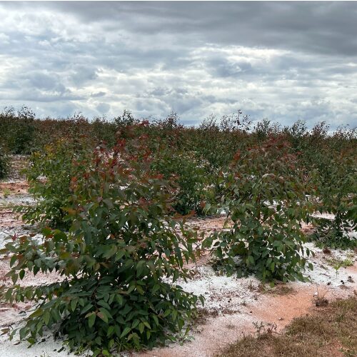 distribuição direcionada de calcário 